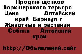 Продаю щенков йоркширского терьера › Цена ­ 10 000 - Алтайский край, Барнаул г. Животные и растения » Собаки   . Алтайский край